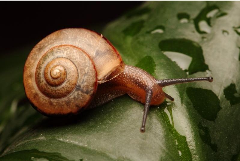 是雌雄一体的动物,雌雄一体的动物怎么繁育