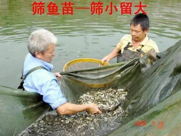 科普鱼类的知识,不同的鱼类生长过程