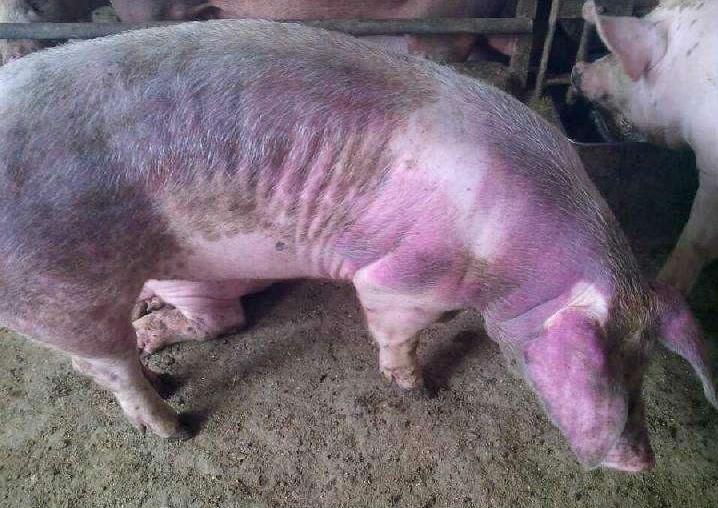 猪蓝耳病快速治疗打什么针,治疗猪蓝耳病的中药处方