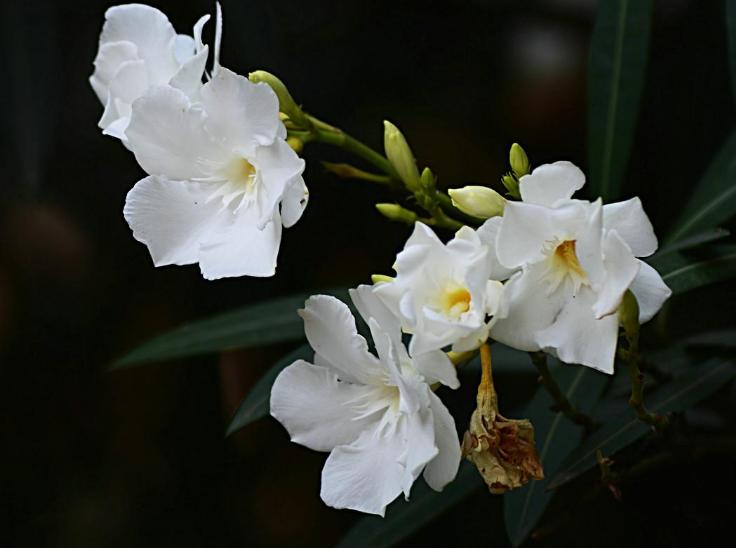 赞美夹竹桃花诗句名句,有关夹竹桃的诗句