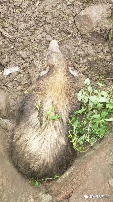 学校里闯入野生动物,学校闯入野生动物