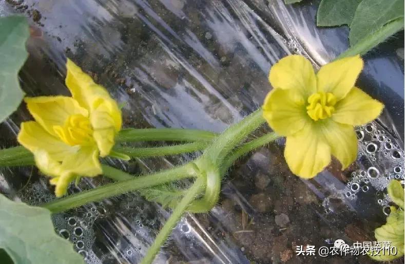 西瓜栽培技术有哪些,西瓜栽培技术全面的文字解释