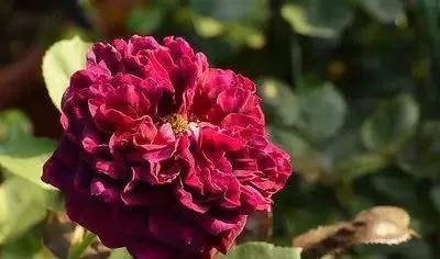 玫瑰花有哪些品种,玫瑰花有哪些品种大全