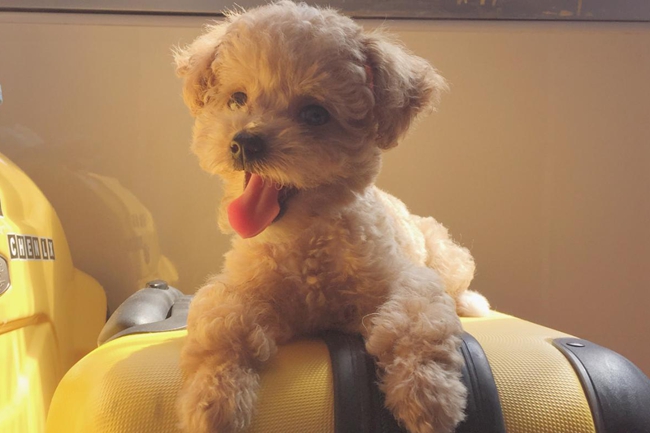 泰迪犬上吐下泻,泰迪犬上吐下泻喝益生菌可以吗