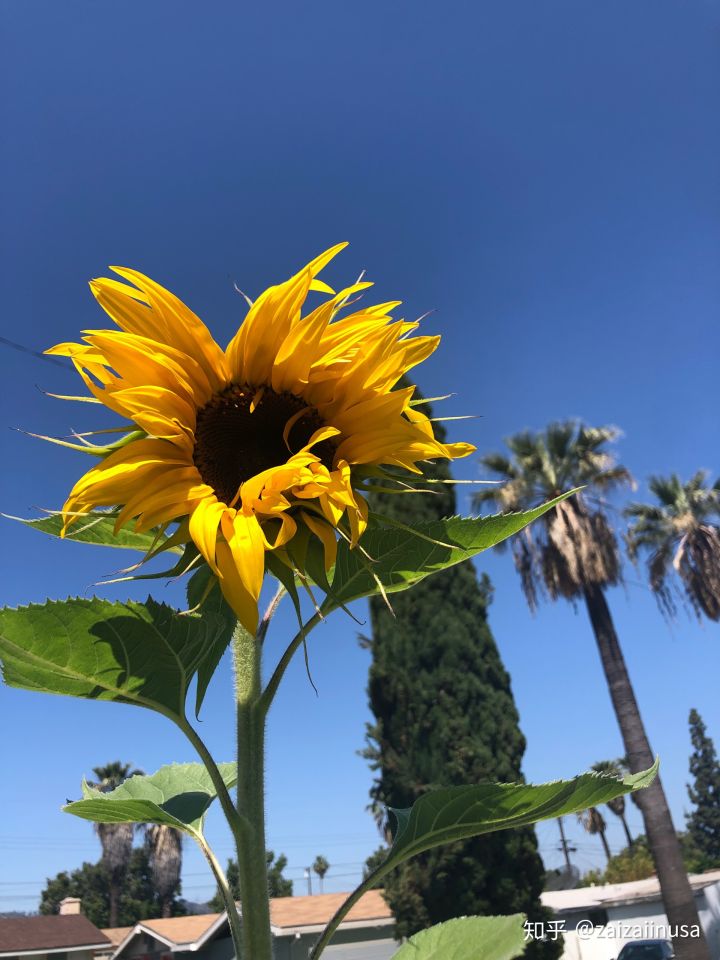 美国现在真实社会现状,美国社会真实的现状