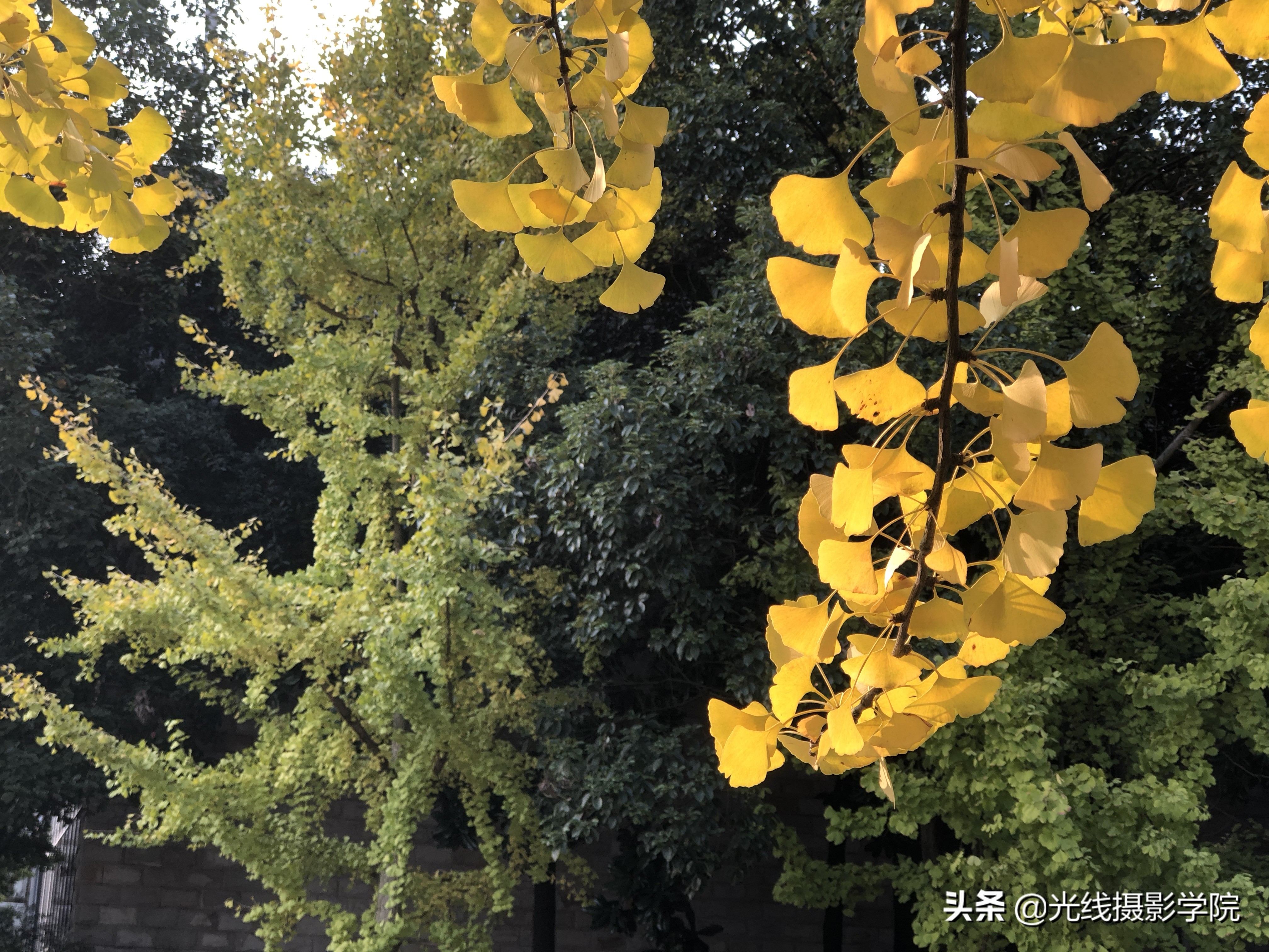重庆赏银杏,重庆初冬呈现金色银杏