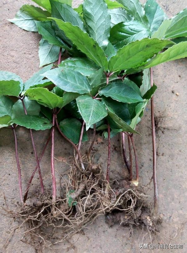 重楼烂叶病和烂杆病要用什么药,重楼腐烂根茎怎么治