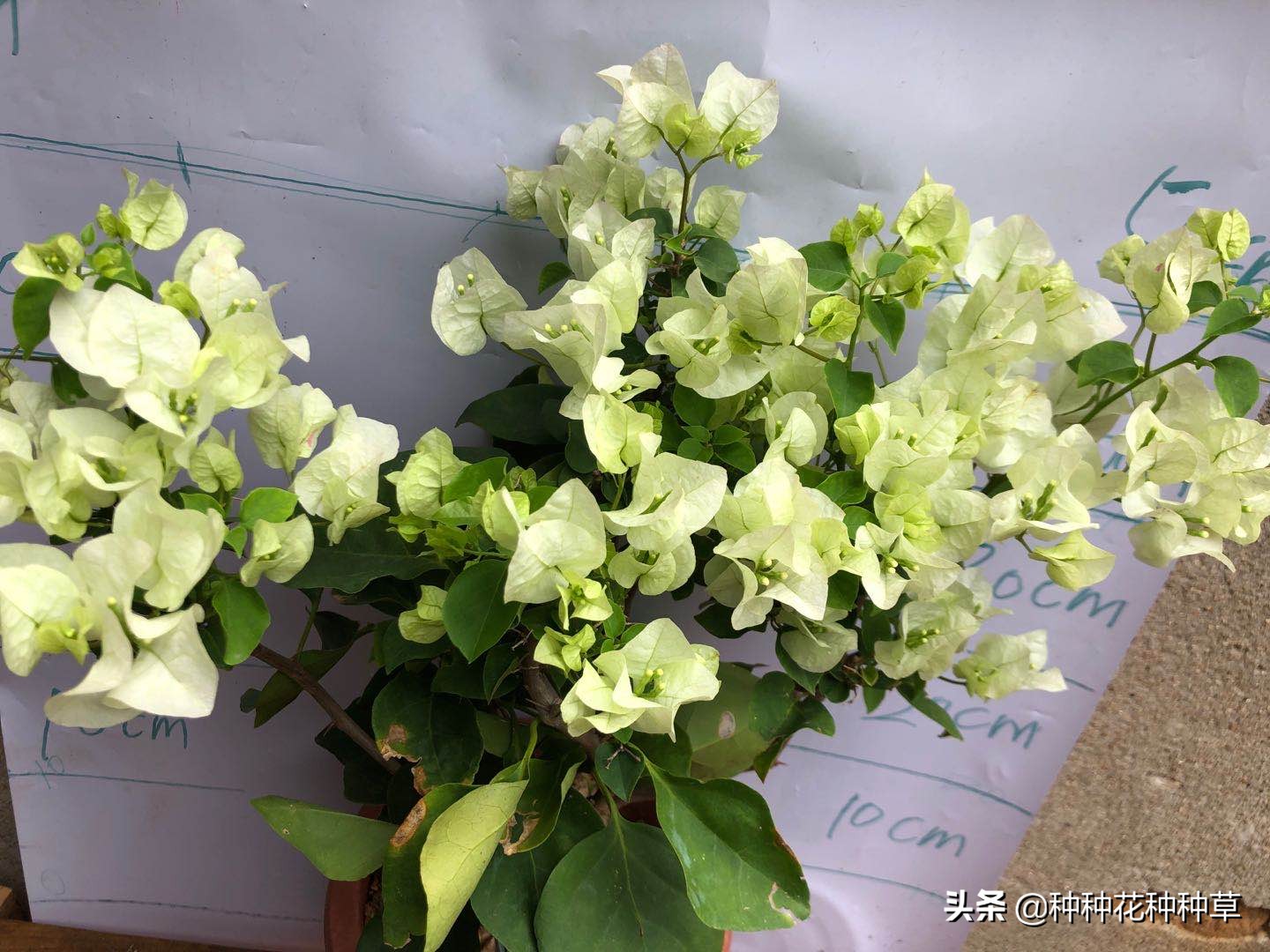 三角梅的花期是几月份至几月份,中国红三角梅花期长久吗