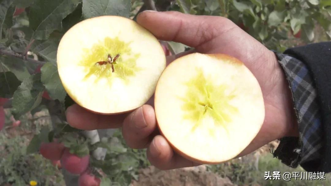 又香又脆又甜的苹果,好吃的苹果又脆又甜青苹果