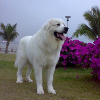 大白熊好养吗,大白熊值得养吗