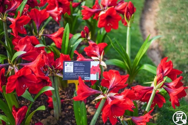 深圳史上最大最美的花展来啦,走进深圳仙湖植物园的国际花展