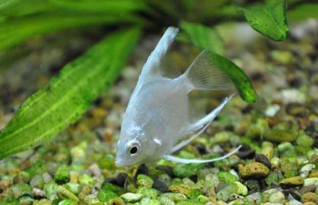 养观赏鱼小知识大全,养观赏鱼知识大全