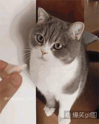 搞笑动图gif图片,搞笑动图gif图片合集