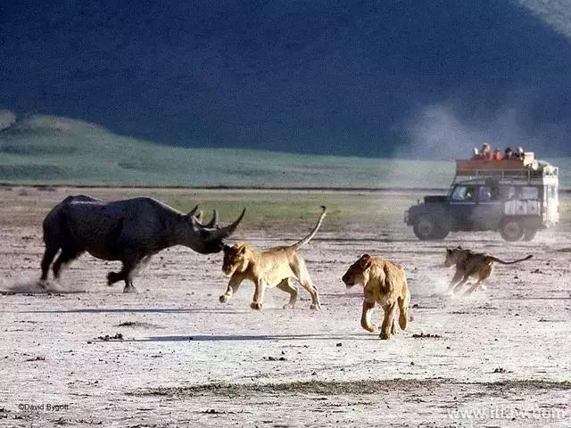 犀牛奇蹄目犀科动物,犀牛体格威猛是一种珍贵动物