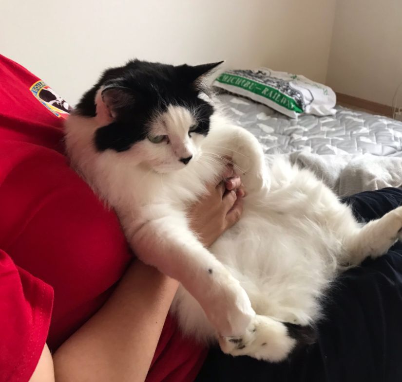 猫咪和主人的温馨时刻,和猫咪快乐的瞬间