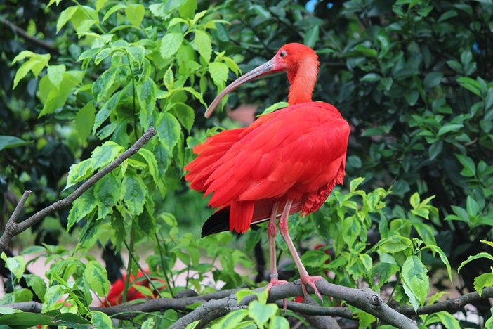 长隆飞鸟乐园湿地精灵,长隆飞鸟公园一日游攻略
