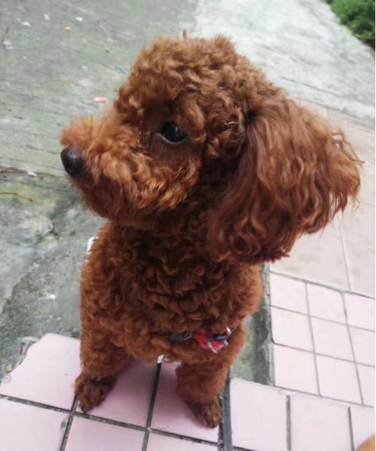 纯种泰迪犬性格及介绍,纯种泰迪犬串串