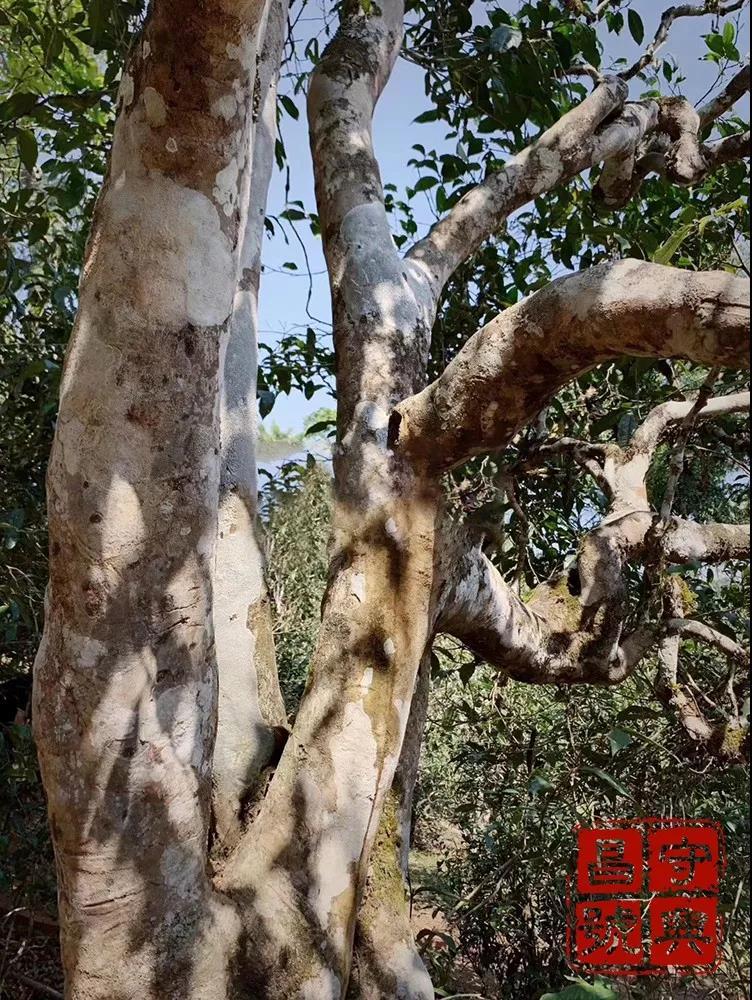 普洱茶怎么有锁喉感,陈年老普洱茶有锁喉的感觉吗