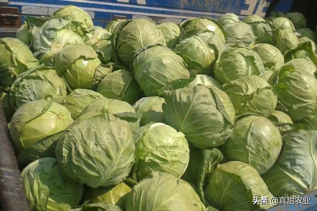 如何看清农批市场的批发菜价，没这认知估计以后难以混迹蔬菜江湖