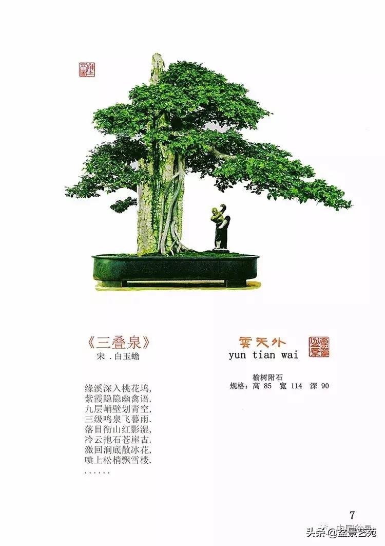 陈文图榕树欣赏,陈文图盆景