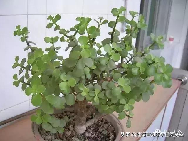 100种常见花卉植物图谱,100种花卉素描图谱