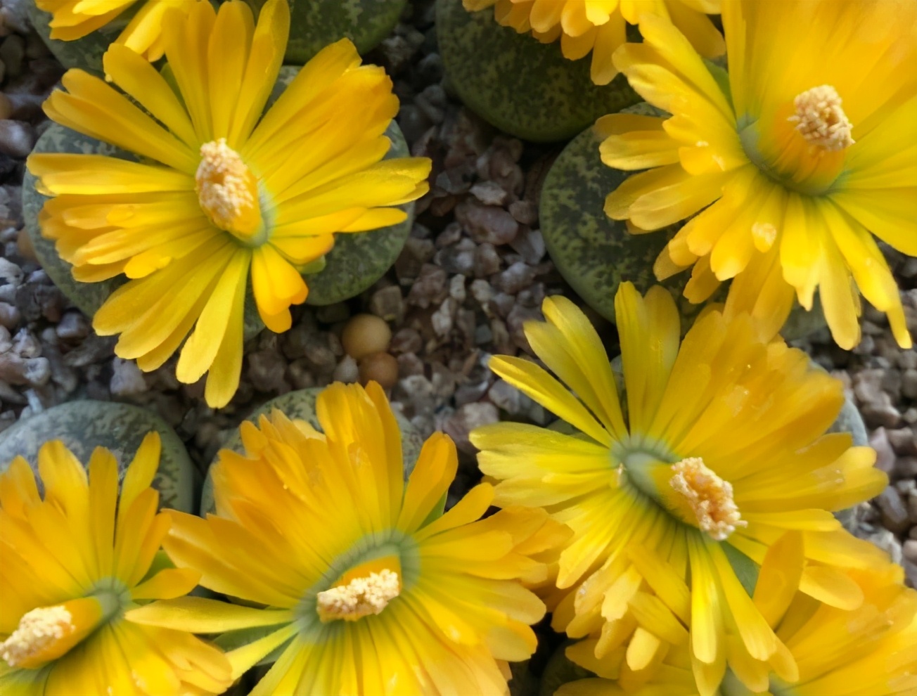 生石花样貌平平，花朵却好看，春天到了养起来