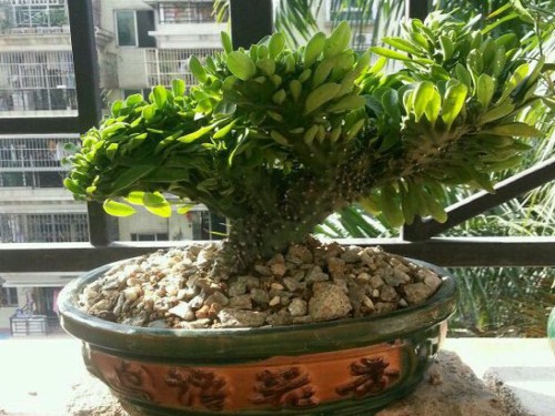 麒麟盆栽镇宅怎么摆放,镇宅盆栽玉麒麟