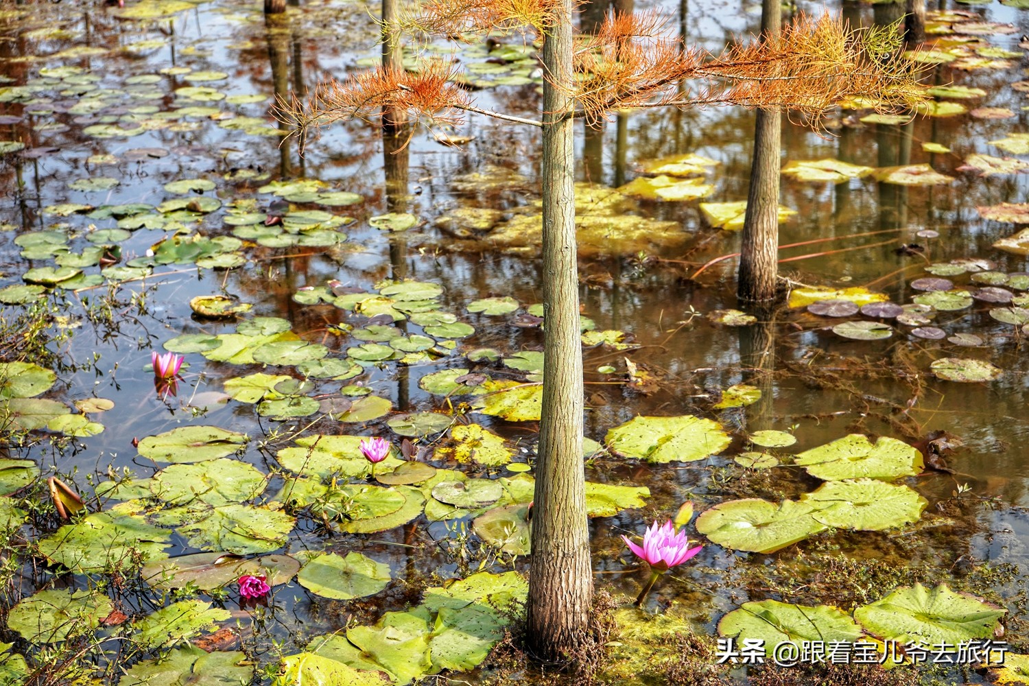 南京燕雀湖水杉林,南京秋天水杉林