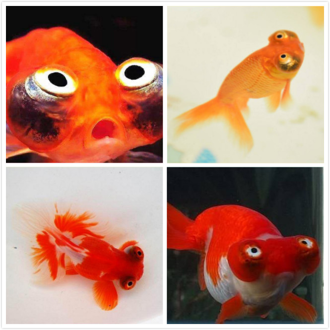 新手养金鱼养哪个品种好养,新手养金鱼应该养什么品种