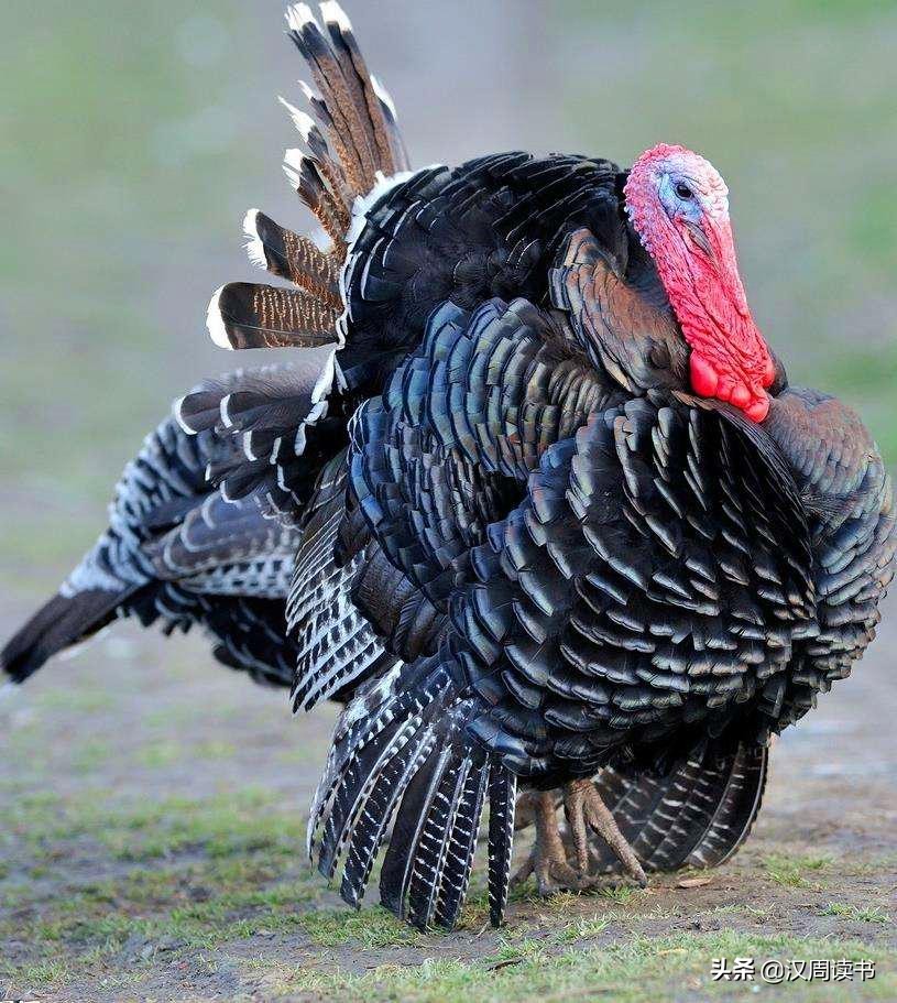 历史冷知识:土耳其Turkey没有火鸡turkey,荷兰也没有荷兰豆……