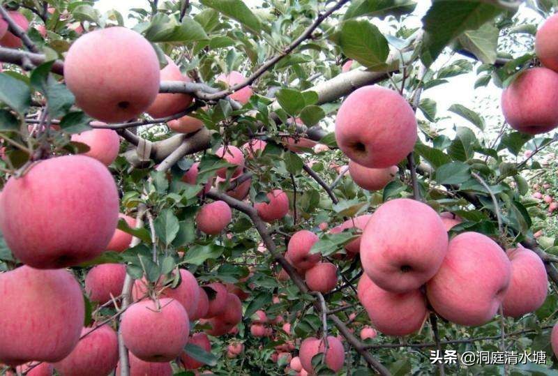 陕西富士苹果分哪几种,富士苹果为什么那么贵