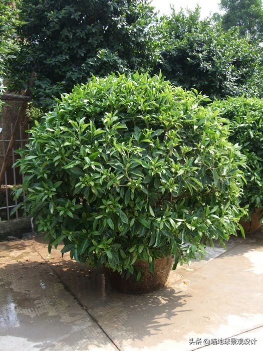 常见的灌木植物100种图片大全,灌木植物种类及图片