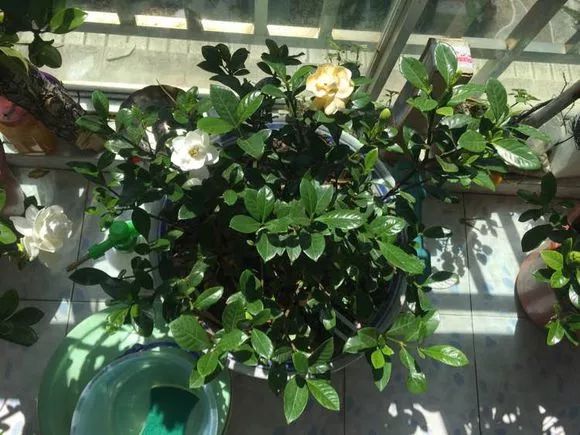 4种花超级好养,4种花超好养的