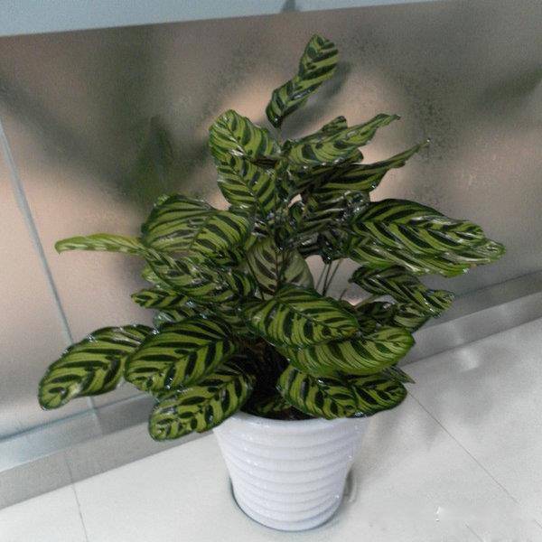 养花新手老养死花,献给那些总把花养死的人