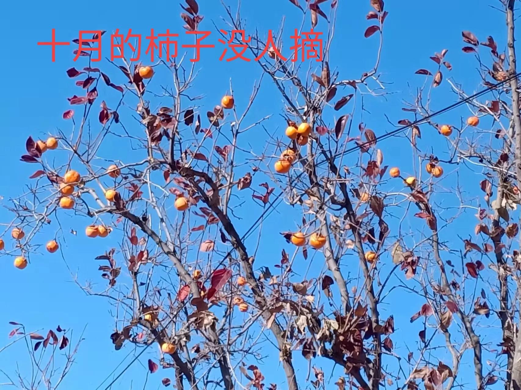 中国柿子之乡,柿子之乡的柿文化