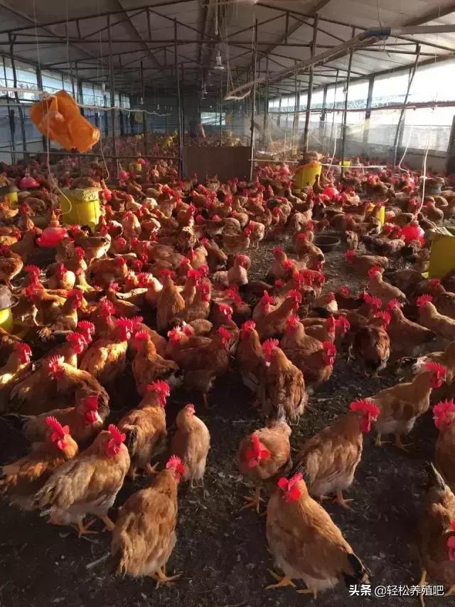 鸡感冒和拉白色粪便喂什么药,鸡拉乳白色粪便怎么治疗