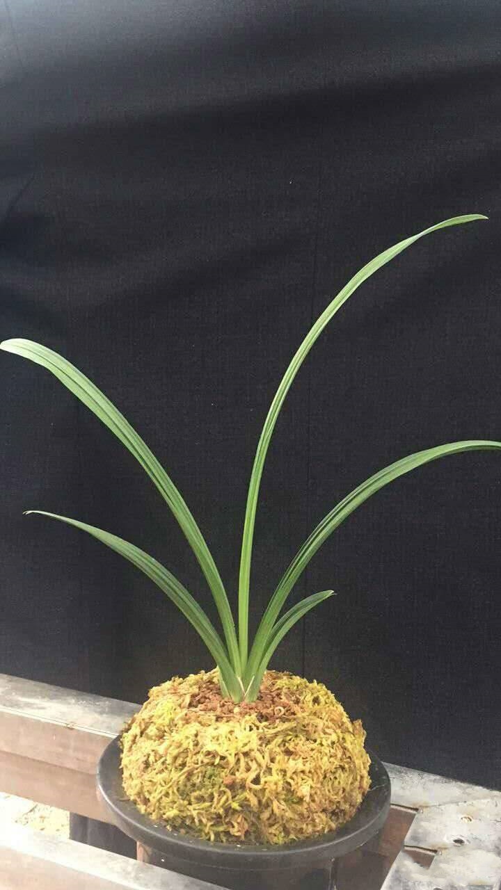 春剑十大品种排名多少钱一株,春剑特厚瓣大花