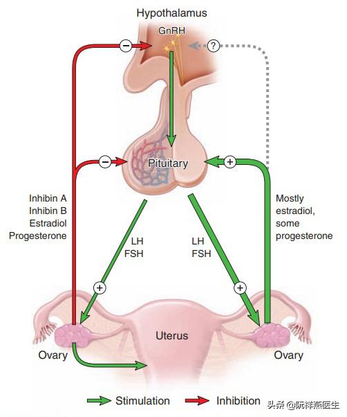 卵巢为什么会早衰,卵巢早衰也会导致闭经吗