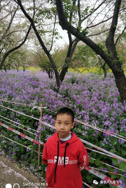 小飞象和猫头鹰影评,电影小飞象观后感影评