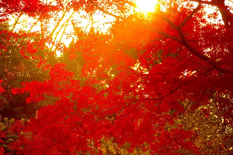 上海厉害了,厉害了上海