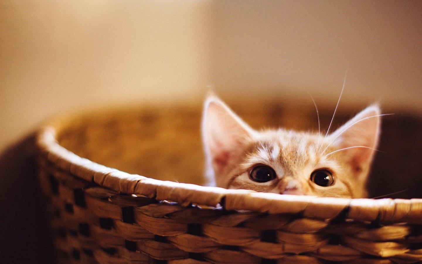 过多的摄入盐对身体有哪些危害,宠物摄入盐分