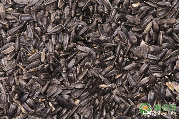 内蒙古葵花籽价格最新行情,菜籽油花生油葵花籽油多少钱一斤