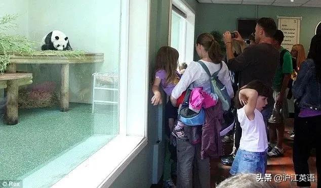 外国疫情下的大熊猫,英国大熊猫被送回中国