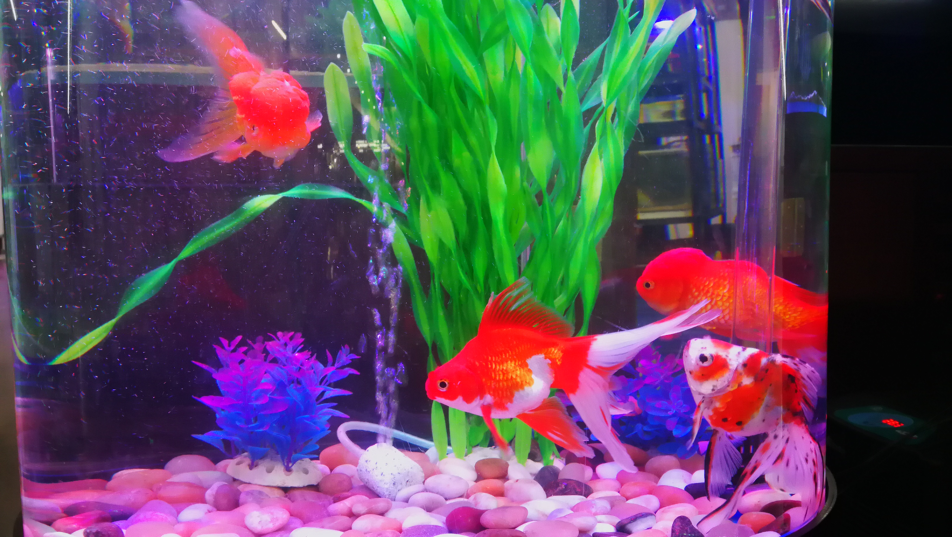 鱼缸能用塑料水草吗,塑料水草怎么消毒