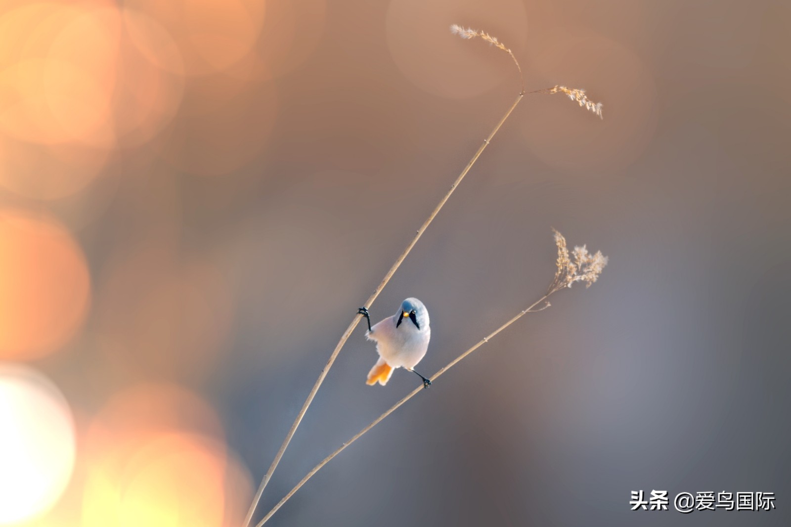 躁动的繁殖季节2021观鸟大年五月精华作品集