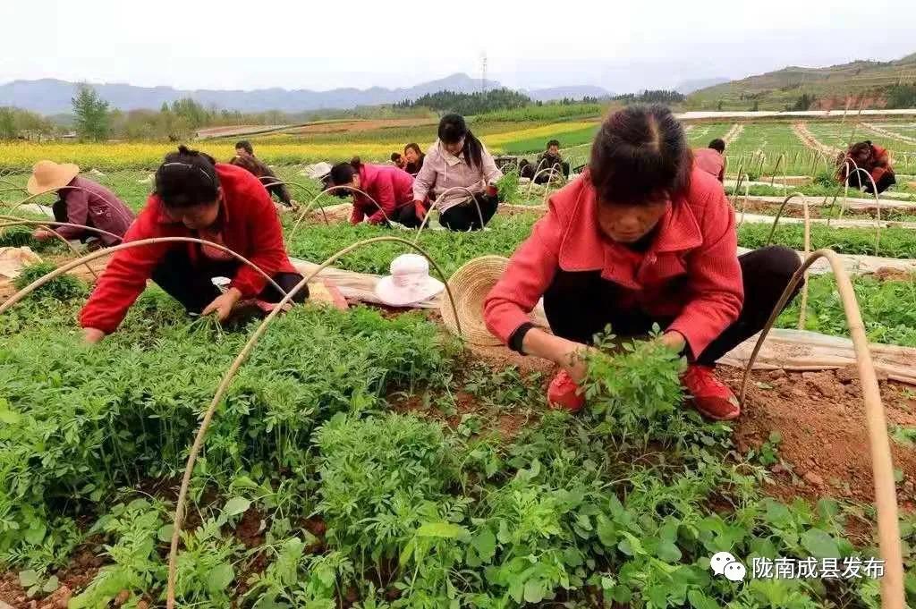 红川镇:在田间地头检验学习成效