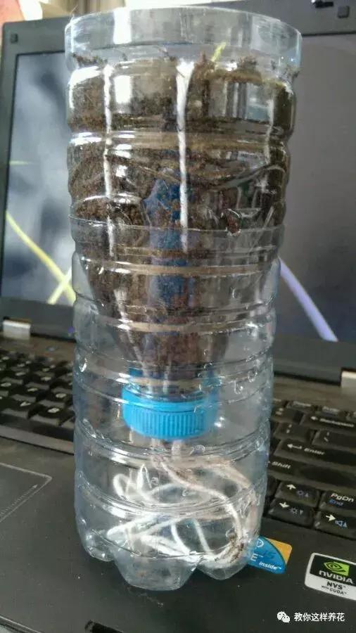塑料瓶扔了就是扔钱！用来养花就是宝贝，看到了快捡！