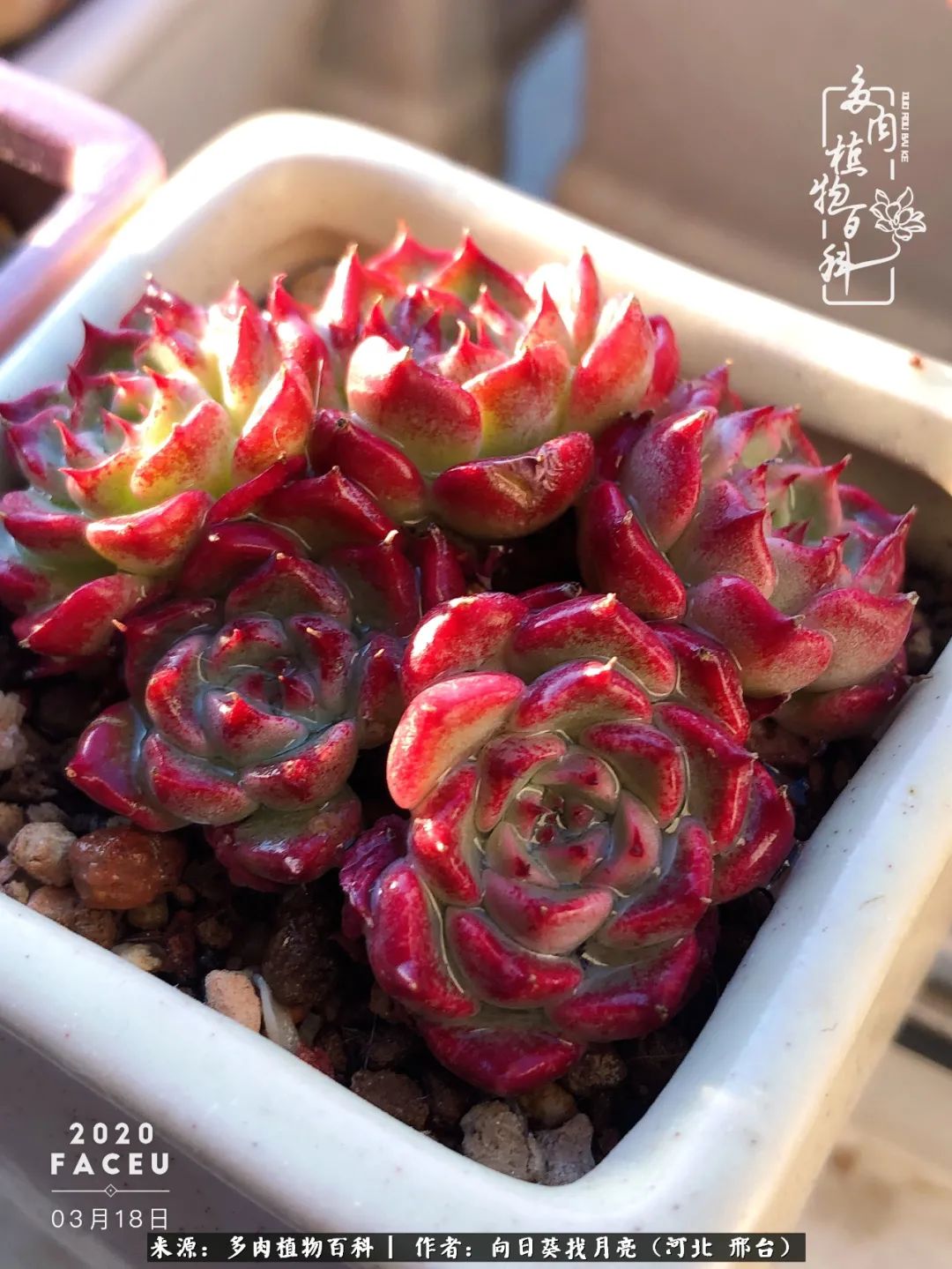 耐高温适合露养的多肉,冬日的露养多肉