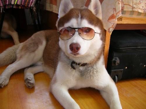 养狗不选“母犬”的几大原因，你知道哪些呢？