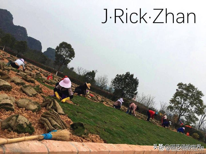 适合北方庭院种植的低矮草坪,家庭庭院怎样混搭种植草坪和蔬菜